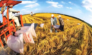 Thu hoạch lúa Hoa Sữa tại nông trại Viễn Phú Green Farm.