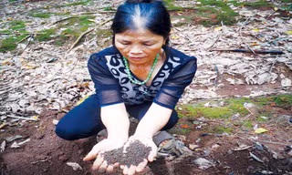 Phân bón giả - Tai họa của nhà nông