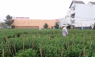 Vườn cúc của ông Quang Vinh ở làng hoa Hòa Cường, quận Cẩm Lệ, Đà Nẵng.