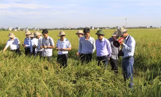 Việt Nam hiện có những giống lúa lai chất lượng cao, giá thành thấp.