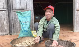 Nông dân nghèo huyện Minh Hóa điêu đứng vì “sân sau” của ông Niên cấp giống lạc thối, lép... không thể gieo trồng.