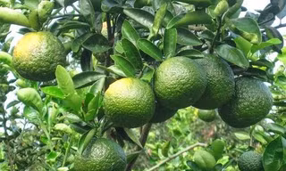Khó khống chế bệnh cam sành