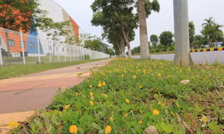 Mãn nhãn với những con đường xanh và thơ mộng trong KCN Yên Phong của Viglacera
