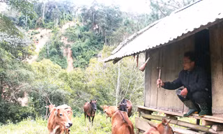 Làm giàu từ một con gà