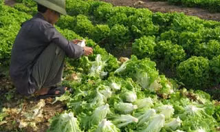 Nhớ lâu nhờ vitamin B