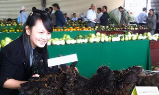 Củ khoai nặng 31 kg