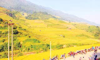 Mù Cang Chải - Nôn nao mùa lúa chín