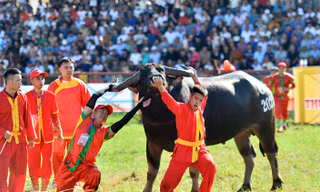 Khai hội trâu chọi Đồ Sơn 