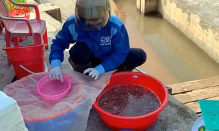 Nông dân Hải Phòng bội thu 'lộc trời', kiếm tiền triệu mỗi ngày