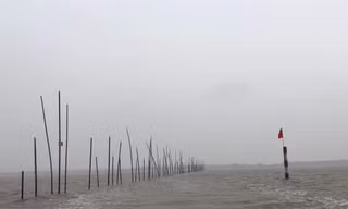 Một bãi nuôi ngao ở Hải Phòng. Ảnh tư liệu