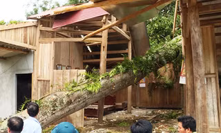 Hai người thiệt mạng vì sét đánh, cây đè