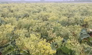 Xót xa cảnh súp lơ ở Hải Dương nở hoa vàng cả cánh đồng