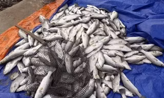 Nhiều hộ dân Hà Tĩnh trắng tay khi 100 tấn cá nuôi bất ngờ chết trong đêm