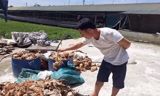  Điều tra nguyên nhân khiến hơn 1.000 con gà chết trong đêm