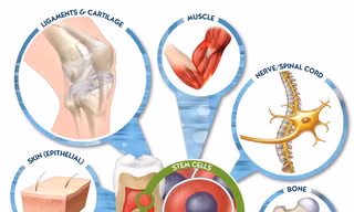 Dùng tế bào gốc có thể chữa được những bệnh gì?