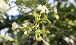 Bài thuốc, món ăn trị viêm phế quản cấp tính