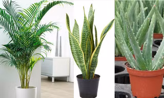 Các loại cây giúp lọc không khí trong lành. Ảnh: P.C 