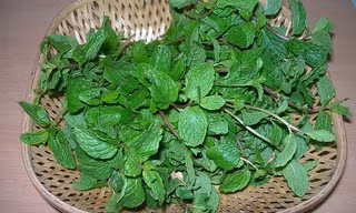 Bạc hà không chỉ chữa cảm mạo