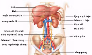 Cần bỏ gấp 6 thói xấu gây hại thận nhiều người Việt mắc phải
