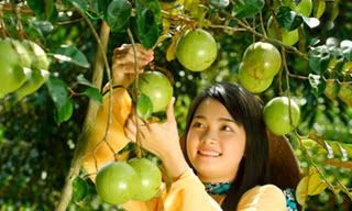 Những miệt vườn xum xuê trái ngọt trong kỳ nghỉ lễ 