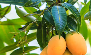 Lá xoài giúp đánh bay tiểu đường, sỏi thận