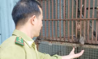 Khỉ đuôi dài sổng chuồng cắn người ở chùa bị thương