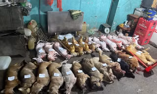 TPHCM: Đột kích 'hang ổ' của băng trộm chó 