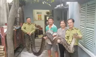Không bán dù được giá, người dân giao nộp trăn quý hiếm nặng 63kg
