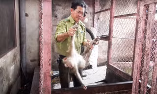Bàn giao 5 con khỉ quý hiếm cho kiểm lâm TPHCM