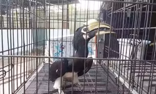 Chim cao cát bụng trắng quý hiếm đậu trên vỉa hè ở TPHCM