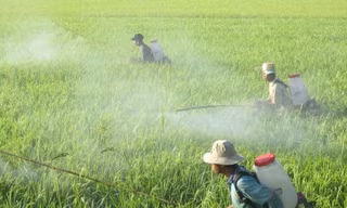 Trước khi phun thuốc trừ sâu, nông dân phải tự hỏi: Có nhất thiết dùng không