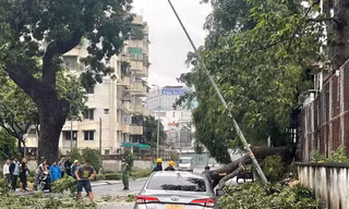 Mưa giông, cây gãy đổ đè ô tô ở TPHCM