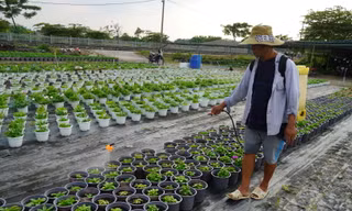 Làng hoa kiểng TPHCM tất bật chuẩn bị vụ Tết 