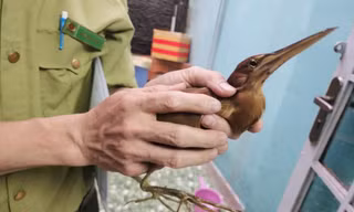 Chim lạ bay lạc vào nhà dân ở TPHCM