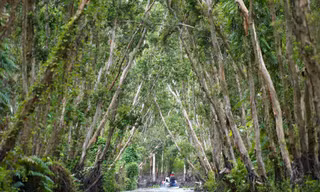 Vào rừng tràm đẹp nhất miền Tây, khám phá phim trường 'Đất phương Nam'