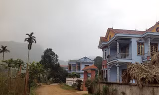 Giàu nhờ quế, nghèo vì quế