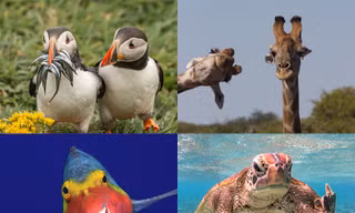 Comedy Wildlife Photography Awards