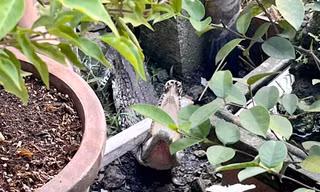 Phát hiện cá sấu bò trong vườn, người dân hô hoán bắt giữ