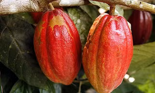 Quy trình sản xuất 200 tấn bột cacao ít ai biết