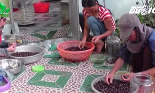 Dân Nghệ An đổ xô lên rừng hái sim, kiếm hàng chục triệu đồng mỗi ngày  