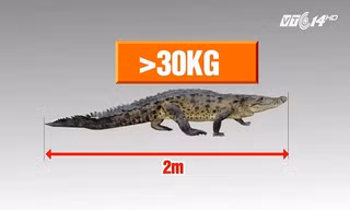 Bắt được cá sấu nặng 30kg trên sông ở Hà Nội: Thông tin mới bất ngờ