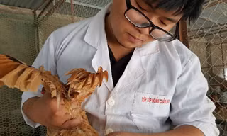 Khóa luận về gà của 9X Việt được trích đăng trên tạp chí ISI