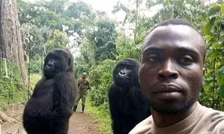 Lý giải bất ngờ phía sau bức ảnh khỉ đột selfie như người gây bão cộng đồng mạng