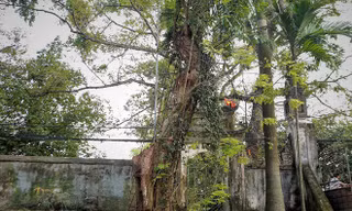 Làng ngoại thành Hà Nội dự kiến thu về 150 tỷ từ bán đấu giá gỗ sưa