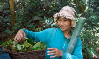 Đổ xô lên núi hái lá bép