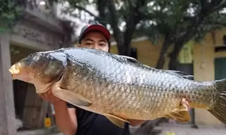 Bắt được con cá chép 20kg, sang tay ngay chục triệu đồng