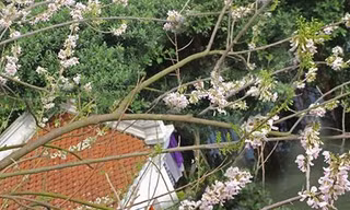 Ngỡ ngàng vẻ thơ mộng của ngôi đền ở hồ Trúc Bạch được hoa đỗ mai bao trùm 