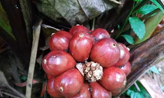 Loài cây quý ra quả đỏ, thơm dưới gốc, mỗi vụ thu cả trăm tấn