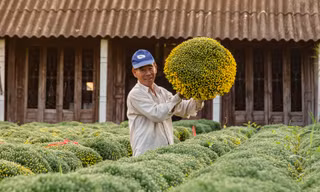 Ngắm bộ ảnh vườn hoa cảnh rực rỡ đón Tết của chàng trai miền Tây 