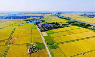Thí điểm cho phép chuyển mục đích sử dụng đất trồng lúa quy mô dưới 500 ha
